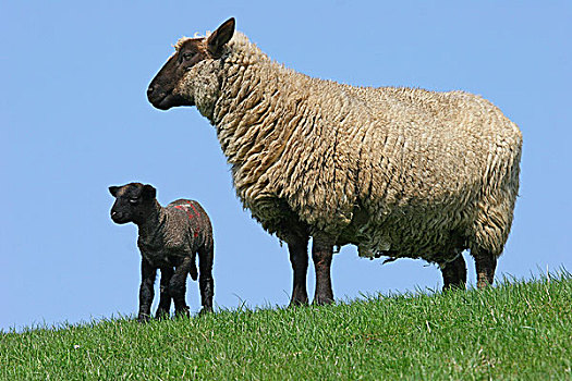 绵羊,黑色,羊羔,母羊,石荷州,德国,欧洲