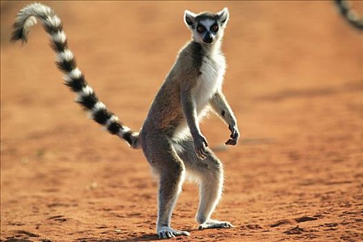 节尾狐猴,狐猴,站立,脆弱,贝伦提私人保护区,马达加斯加