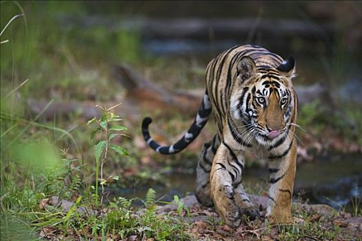 孟加拉虎,虎,老,幼小,接近,警惕,干燥,季节,班德哈维夫国家公园,印度