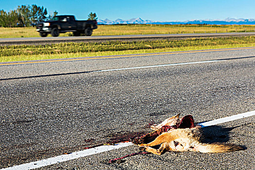 死,丛林狼,路边,击打,交通工具,移动,卡车,背景,艾伯塔省,加拿大
