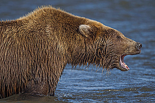 大灰熊,棕熊,咆哮,克拉克湖,国家公园,阿拉斯加