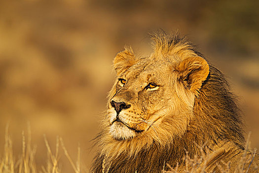 狮子,雄性,头像,卡拉哈里沙漠,卡拉哈迪大羚羊国家公园,南非,非洲