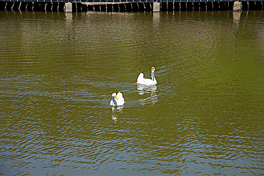 两只白色的鹅在湖中游泳