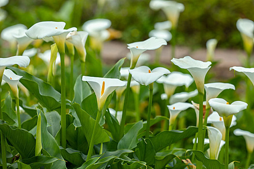 特写春天海芋公园里的白色海芋