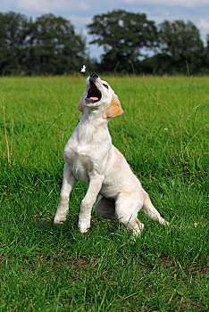 金毛猎犬,家犬,小动物,三个,尝试,抓住,飞,羽毛,草地