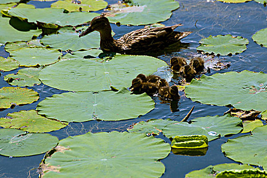 鸭妈妈带着一群小鸭子在满是荷叶的湖面上游泳