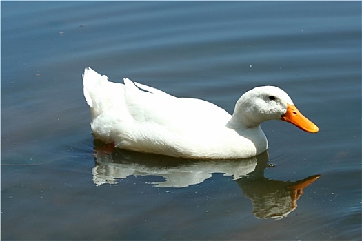 白色,家鸭,水塘