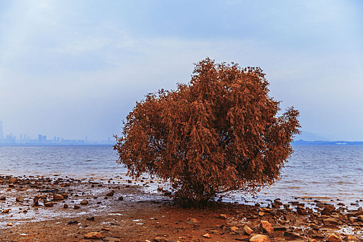 深圳湾