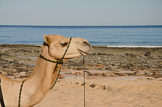 西澳大利亚州,凯布尔海滩,骆驼,印度洋