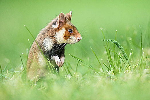 幼兽,欧洲,仓鼠,原仓鼠属,后腿站立,自然生境,小动物,野生动物,下