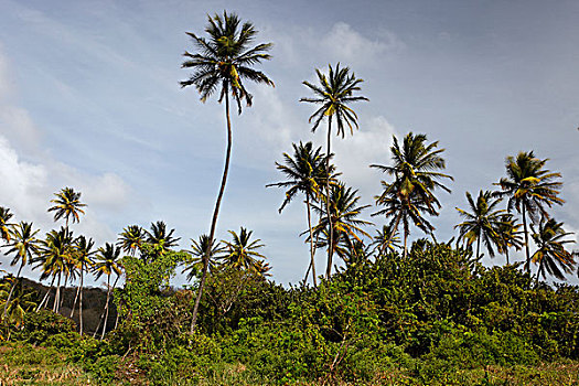 椰树,树,小,多巴哥岛,特立尼达和多巴哥,北美
