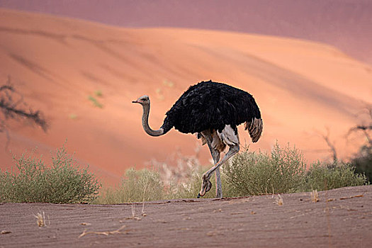 非洲,鸵鸟,鸵鸟属,骆驼,索苏维来地区,纳米布沙漠,纳米比诺克陆夫国家公园,纳米比亚