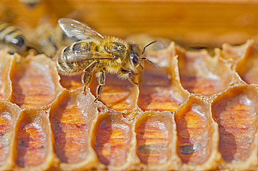 蜜蜂,木质,蜂窝,巴伐利亚,德国,欧洲