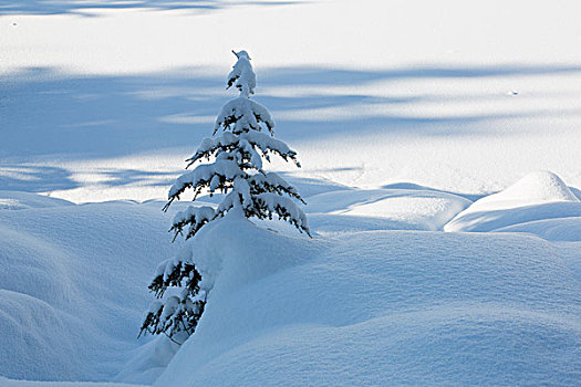 美国,华盛顿,贝克山-斯诺夸尔米国家森林公园,积雪,冷杉