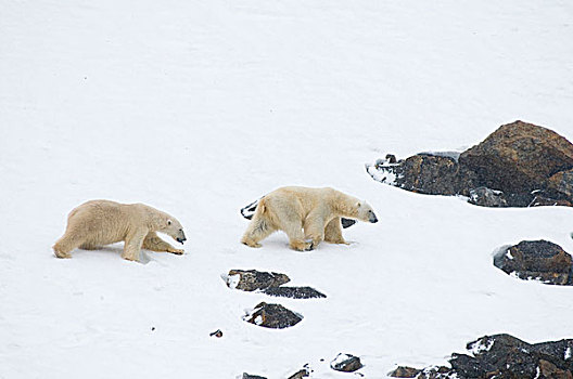 挪威,斯瓦尔巴群岛,斯匹次卑尔根岛,北极熊,一对,公猪,旅行,一起,岩石海岸