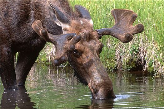 麋鹿,驼鹿,喝,河流,大台顿国家公园,怀俄明,美国