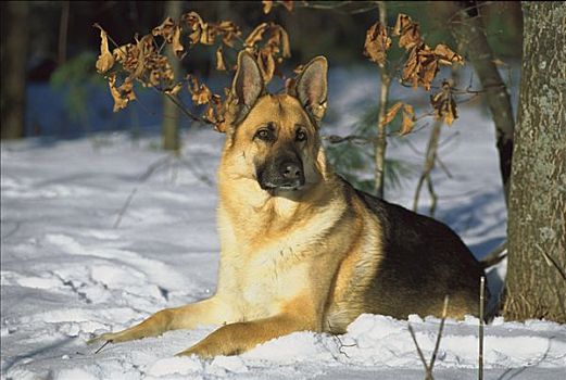 德国牧羊犬,狗,肖像,成年,雪地