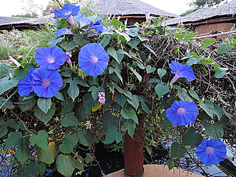 植物,牵牛花