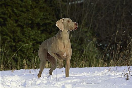 魏玛犬,狗,玩,雪中