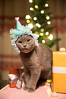 圣诞节被打扮的猫咪