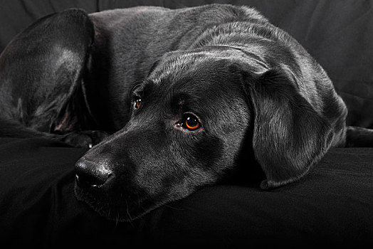 黑色拉布拉多犬,狗,雄性,德国,欧洲