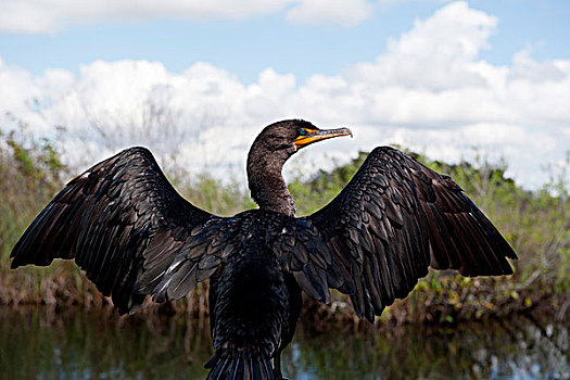双冠鸬鹚,大沼泽地国家公园,佛罗里达,美国
