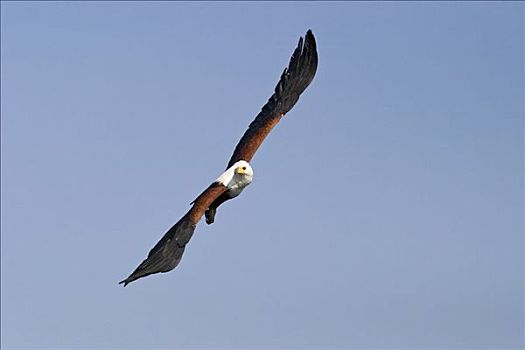 非洲鱼鹰,吼海雕,飞跃,博茨瓦纳,非洲