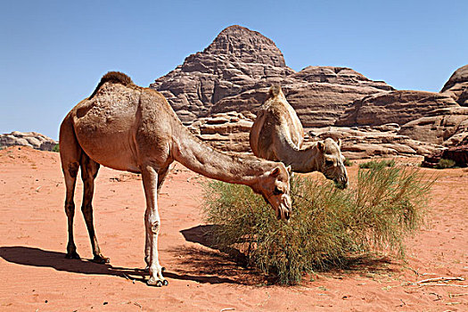 单峰骆驼,阿拉伯,骆驼,灌木,红色,沙子,瓦地伦,约旦哈希姆王国,中东,亚洲