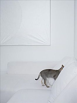 灰色,猫,隐藏,白色,沙发