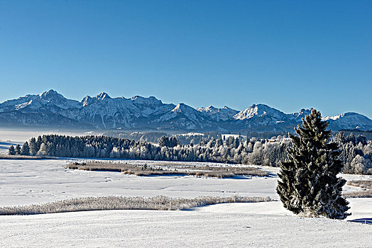 冰冻,冬天,靠近,阿尔卑斯山,斯瓦比亚,巴伐利亚,德国,欧洲