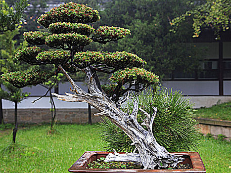 中国,江苏,苏州,孔子,庙宇,花园,微型,树,盆景