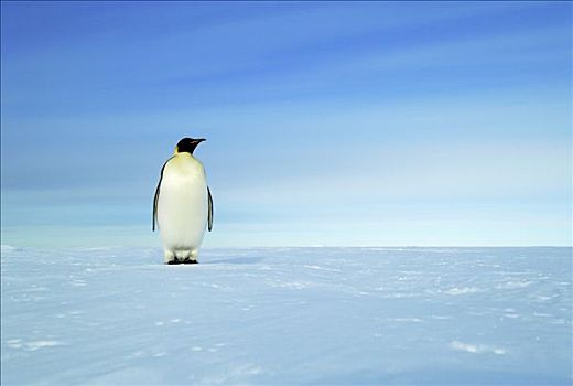 帝企鹅,站立,冰原,南极