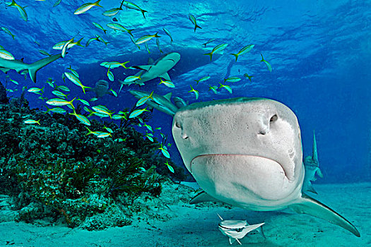虎鲨,鼬鲨,小,鱼群,加勒比,巴哈马,北美