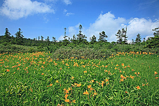 黄花菜,湿地