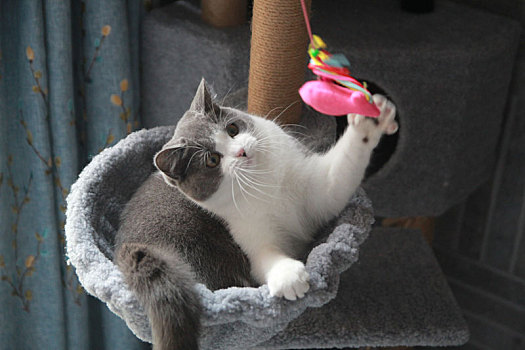 猫爬架上玩逗猫棒的猫咪