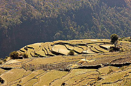 种植,风景,稻田,室外,梯田,边缘,深渊,安娜普纳,保护区,尼泊尔,亚洲