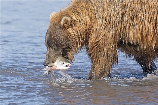 大灰熊,鱼,嘴