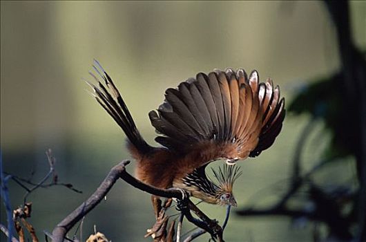 麝雉,翼,展示,雨林,玛努国家公园,秘鲁