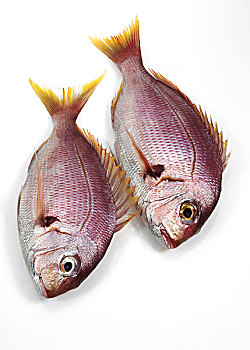 红海,铜盆鱼,鲜鱼,白色背景