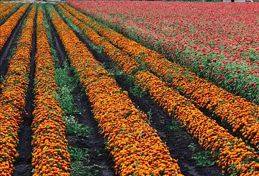 花,农场,加利福尼亚,美国