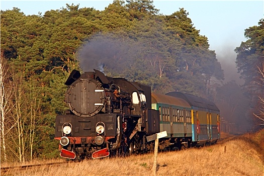 蒸汽,客运列车,出口,树林