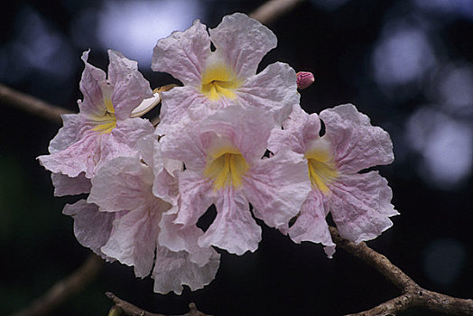哥斯达黎加,曼纽尔安东尼奥国家公园,树,花