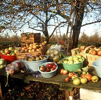 苹果丰收,几个,苹果,篮子,碗