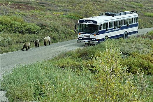 旅游大巴,驾驶,过去,大灰熊,棕熊,德纳里峰国家公园,阿拉斯加,美国