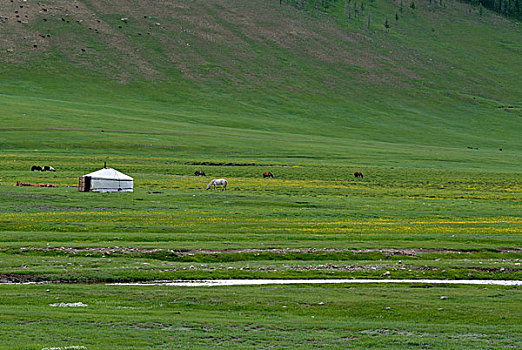蒙古,圆,帐蓬,蒙古包,茂密,绿色,草,风景,小,河,靠近,自然,自然保护区,亚洲