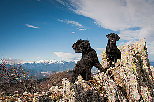 拉布拉多犬,上面,山