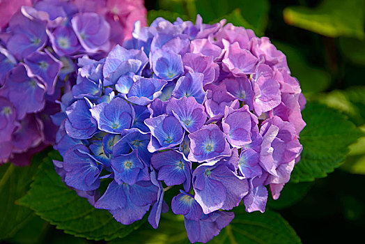 盛开,蓝色,绣球花,八仙花属,下萨克森,德国,欧洲