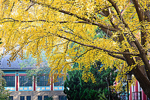 深秋的南京师范大学