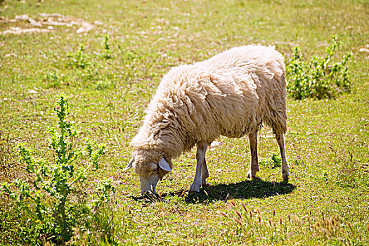 绵羊,放牧,草,米诺卡岛,巴利阿里群岛