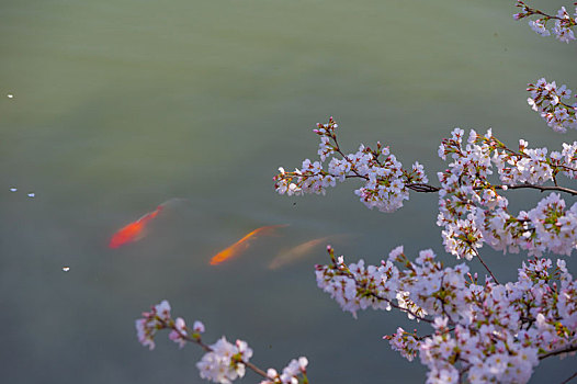 初春东湖樱花园